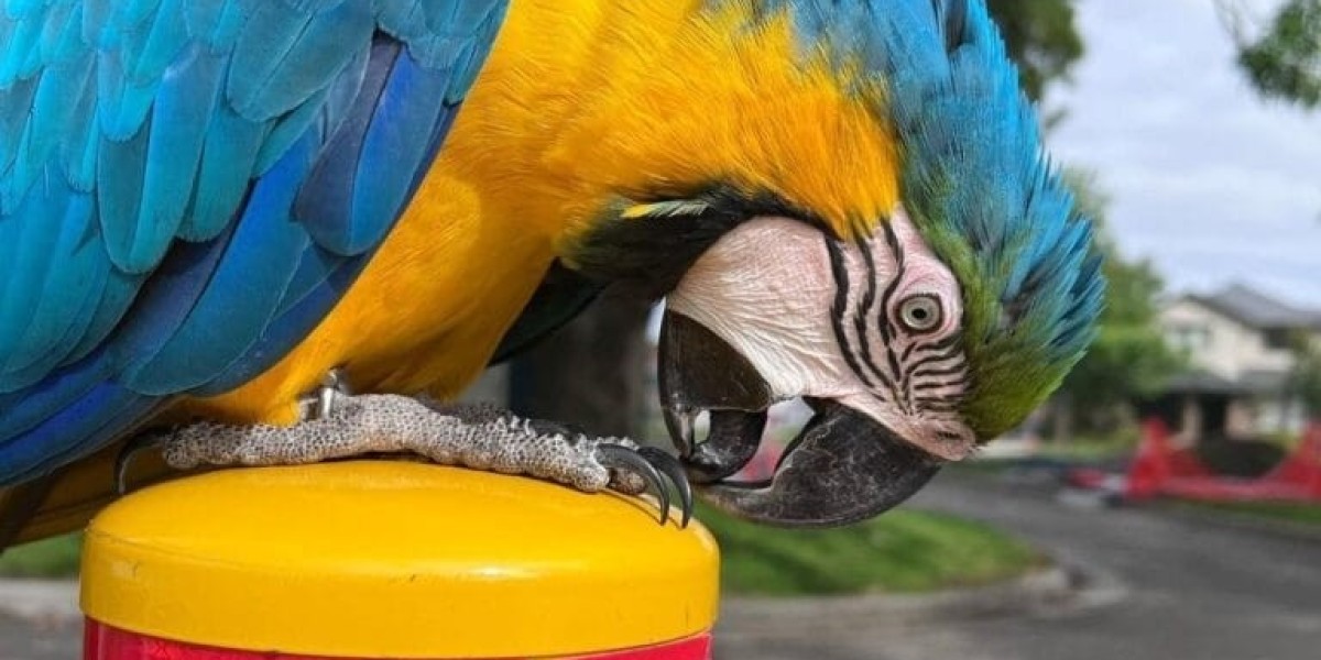 What's The Job Market For Cleo Female Macaws For Sale Professionals Like?