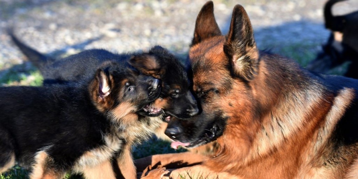 You'll Be Unable To Guess Buy A German Shepherd's Secrets