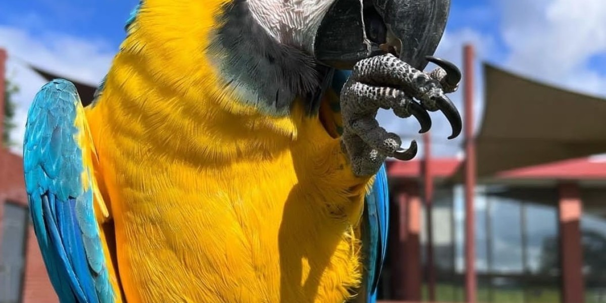 Can Macaws Be Pets? Understanding the Pros and Cons of Owning These Stunning Birds