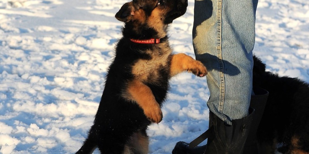 Deutscher Schäferhund Kaufen in Österreich: Ein Komplettes Leitfaden für Potenzielle Besitzer